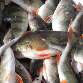 Toidud valgest kalast